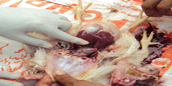 Vaccination Service 01