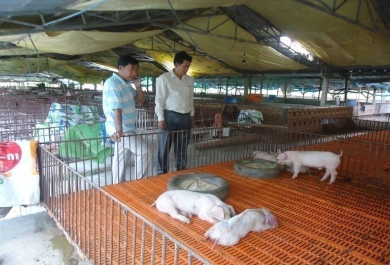 B.K.P staff visiting a pig farm