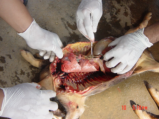 Post-mortem examination of a pig