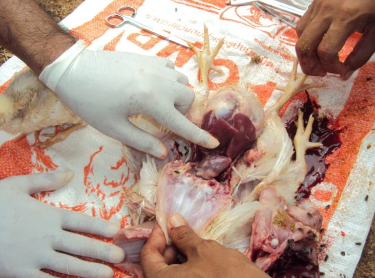 Post-mortem examination of a chicken