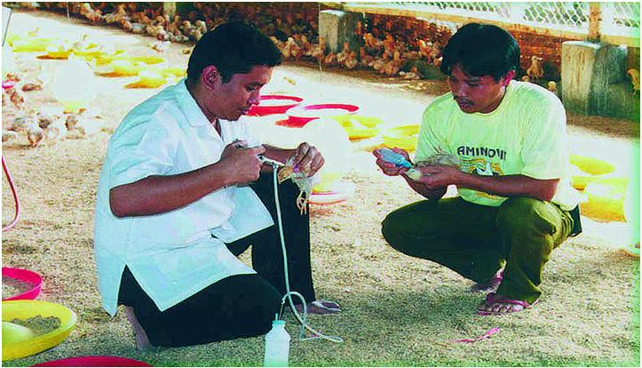 B.K.P staff vaccinating chickens on a farm